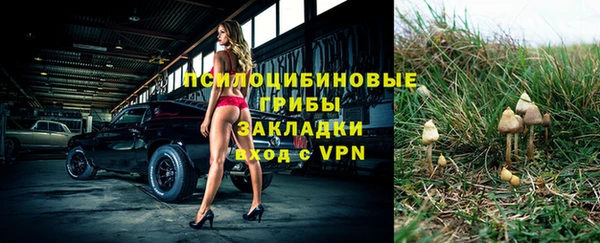 прущие грибы Новодвинск